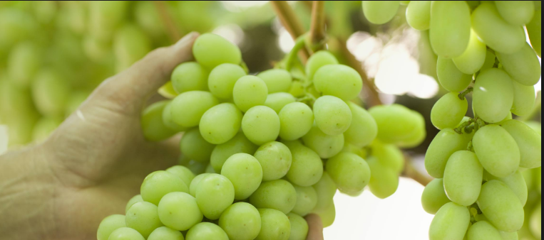 Seedless grapes